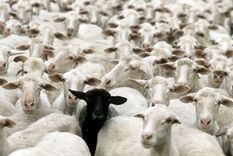 la escuela publica mendocina y la aparta de ovejas: la dge contra sarmiento y la laicidad