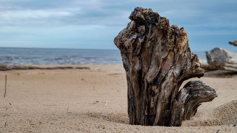 El descubrimiento lo hizo una mujer. Foto: Shutterstock