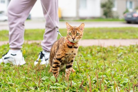 Gatos Gatos