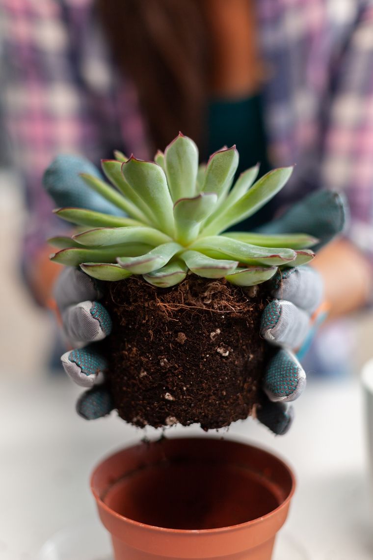 Los mejores consejos para las plantas. Foto: Wikipedia