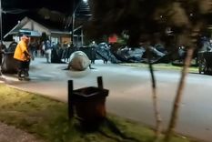 video chileno: enorme elefante marino pasea por las calles de un pueblo