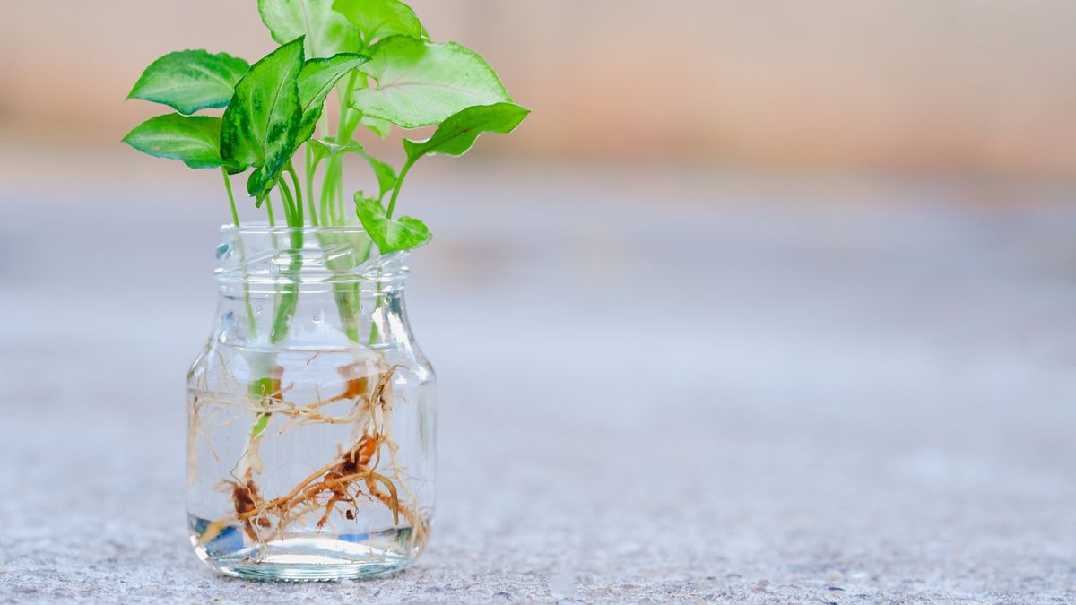 La planta de interior que crece en agua y decora cualquier ambiente