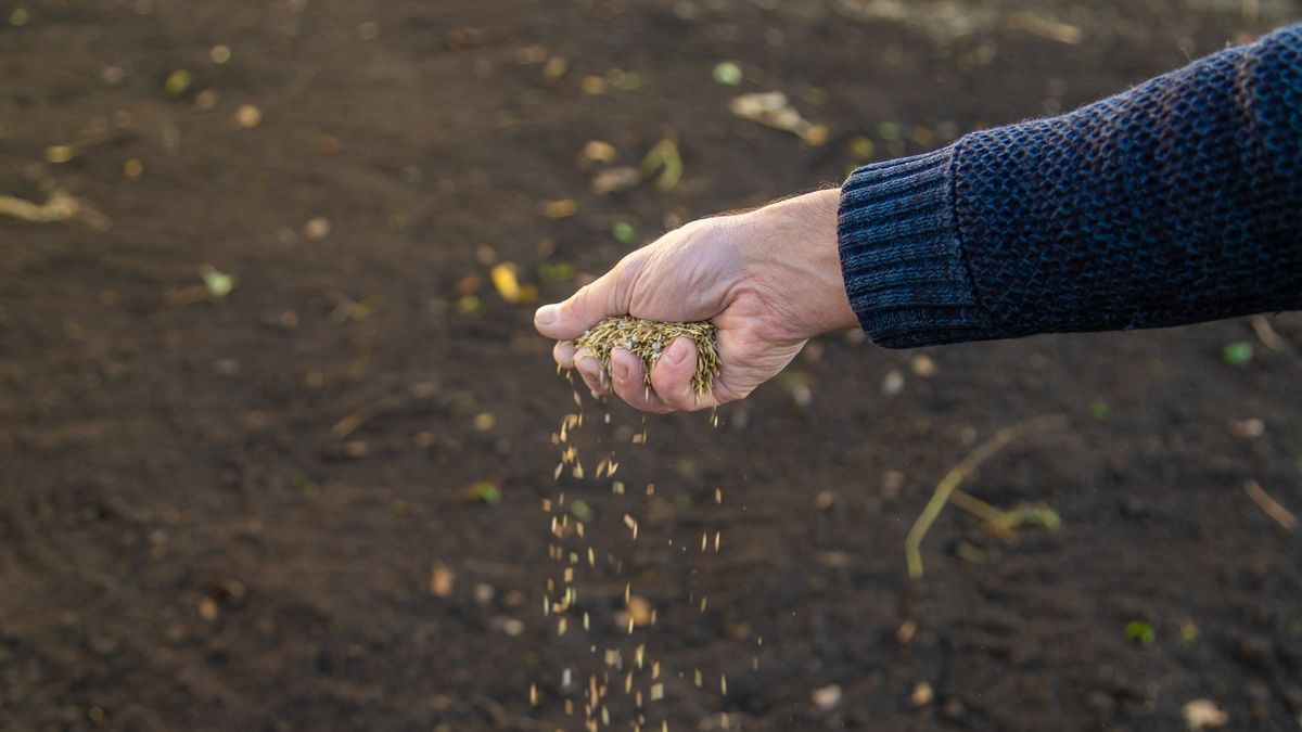 Siembra de pasturas: claves técnicas para ganar eficiencia en el sistema ganadero