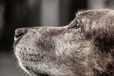 Estos trucos te ayudarán a cuidar a tu mascota en los días más calurosos Foto: Pixabay