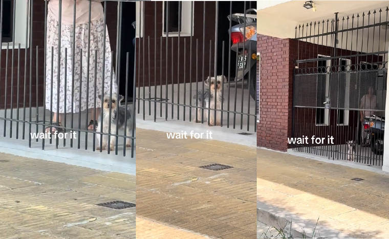 Fran conquistó el corazón de los usuarios de Tik Tok. Foto: Archivo