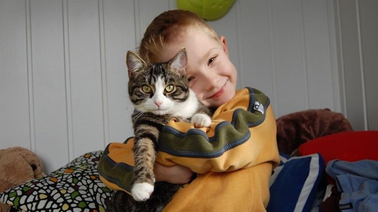 Esta es la razón por la que deberías adoptar un gato Foto: Archivo