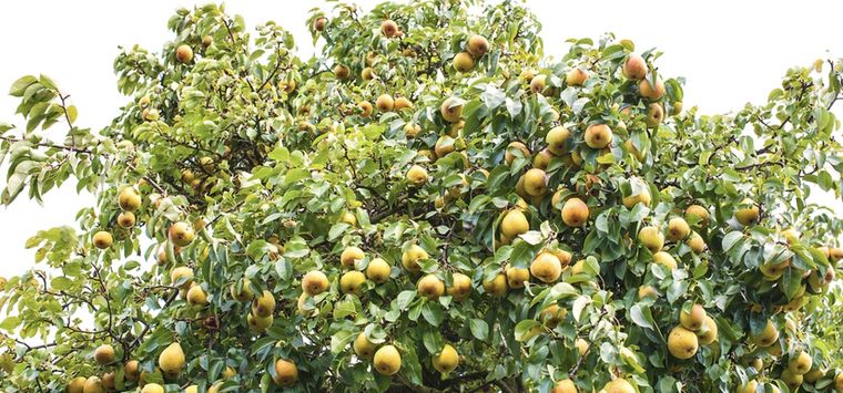 El árbol de pera puede crecer hasta 12 metros Foto: Shutterstock