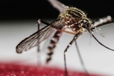 El virus del dengue es portado por el mosquito Aedes aegypti.