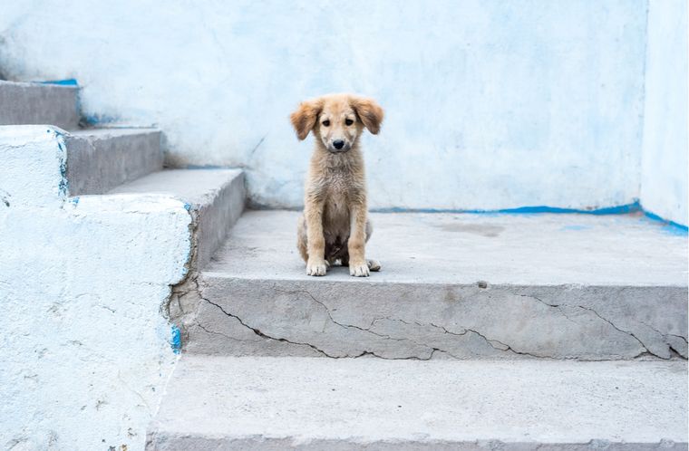 Perros callejeros Algunas recomendaciones para ayudarlos Foto: Shutterstock