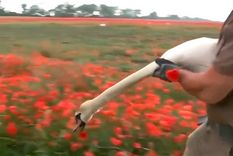 Cientos de cisnes fueron llevados a un centro de desintoxicación tras drogarse comiendo amapolas en una plantación en Eslovaquia Foto: Captura de video