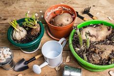 JARDÍN Es posible sembrar algunos cultivos en macetas, en caso de no tener espacio para un huerto Foto: SHUTTERSTOCK