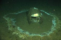 Uno de los miles de barriles desechados. Foto: David Valentine / UC Santa Barbara / RV Jason / AP