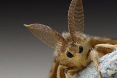 nueva alerta en eeuu, ahora polillas gitanas