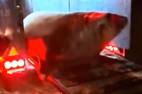 videos: asi fue el conmovedor rescate del elefante marino perdido en ensenada videos: asi fue el conmovedor rescate del elefante marino perdido en ensenada