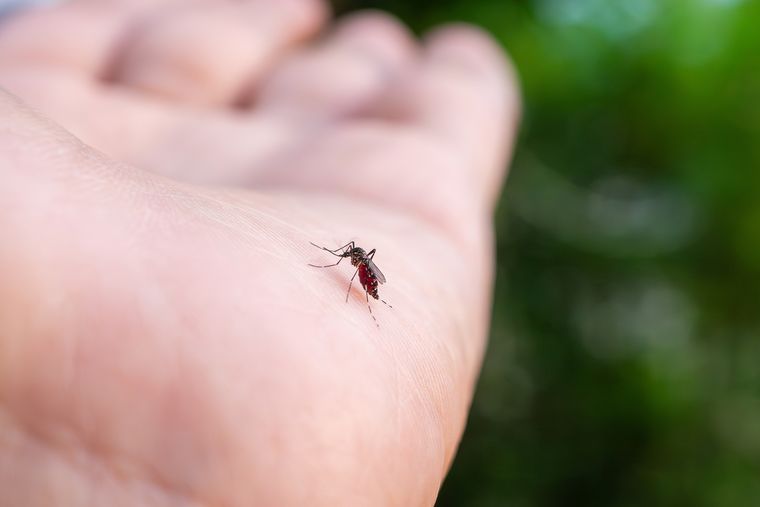 Ante la reducción de la vegetación, los mosquitos comenzaron a recurrir a la sangre humana.