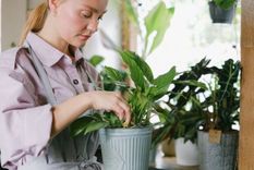 Tres plantas de interior que absorben la humedad del ambiente y decoran tu casa Las plantas de interior son una buena opción para absorber la humedad. Foto: Shutterstock