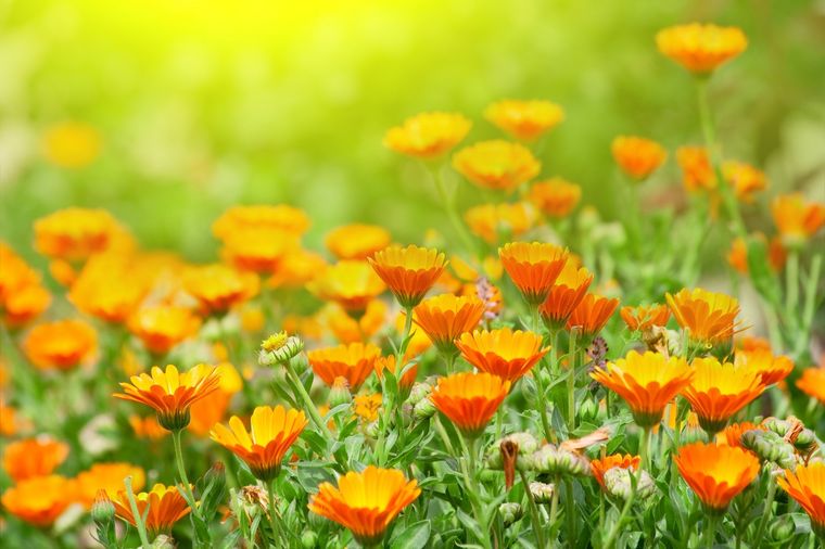 Según la psicología, la primavera atrae el enamoramiento Foto: SHUTTERSTOCK