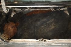 Los animales iban maniatados en el baúl de un auto