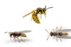 Avispa amarilla. Foto: raid.com