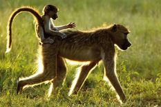 el nepotismo en las hembras de babuino