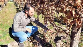 El ingeniero agrónomo Sebastián Bonfanti nos enseña un sencillo pasa para poder hacer una planta nueva de un parral heredado de nuestros abuelos.