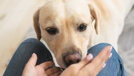 El comportamiento del perro puede reflejar confianza y apego hacia su dueño. Foto: Shutterstock El comportamiento del perro puede reflejar confianza y apego hacia su dueño. Foto: Shutterstock