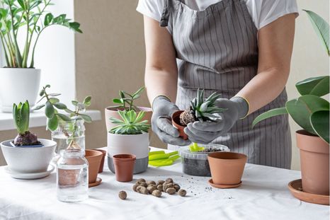 Las suculentas son las plantas más fáciles de cuidar, no necesitan de tanta atención y además son perfectas para decorar un espacio. Conocé tips y trucos para mantener fácilmente tus suculentas. Foto: Shutterstock