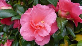 Este árbol le da vida a cualquier terraza o balcón de hogar. Este árbol le da vida a cualquier terraza o balcón de hogar.