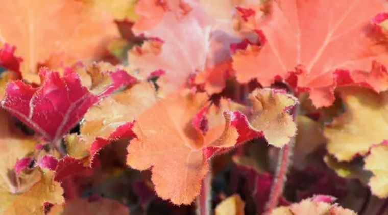 Las Heucheras tienen un follaje vibrante que se mantienen todo el año. Foto: Plantagogo.com