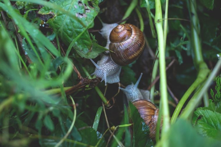 Jardín Usa estos métodos para que los caracoles no dañen las plantas Foto: Pexels