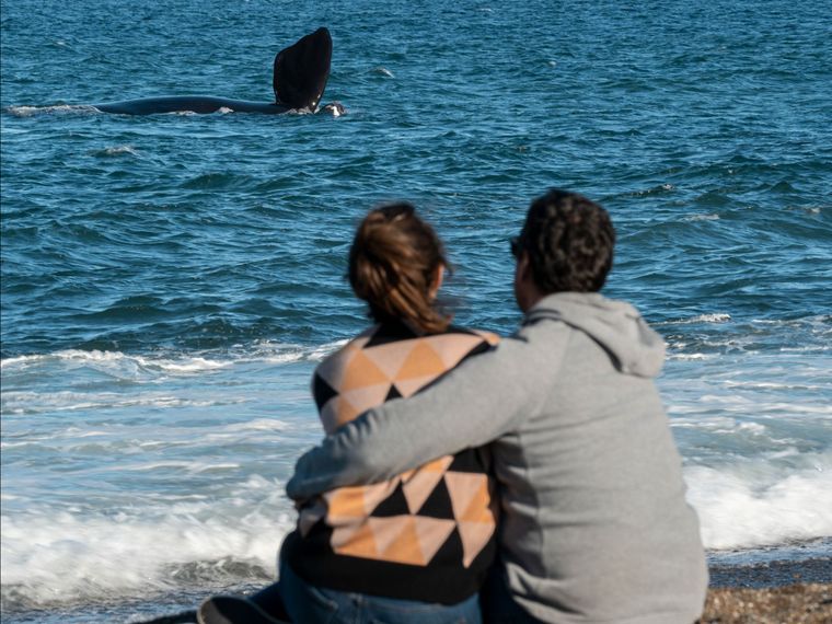 Los turistas se maravillan con los avistajes en la Patagonia. Los turistas se maravillan con los avistajes en la Patagonia.