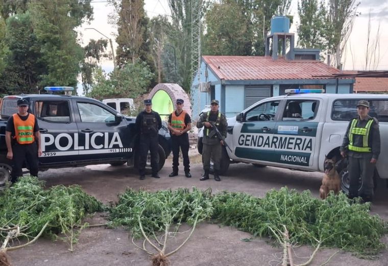 Las plantas de marihuana secuestradas en Guaymallén.&nbsp;