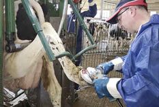 El trabajo del podólogo bovino es clave para prevenir lesiones podales, mejorar el bienestar animal y sostener la productividad en los rodeos lecheros.