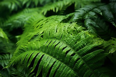 Una planta para cada signo. Foto: Fuente: Freepik