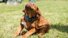 En esta nota una serie de consejos para cuidar a los perros.