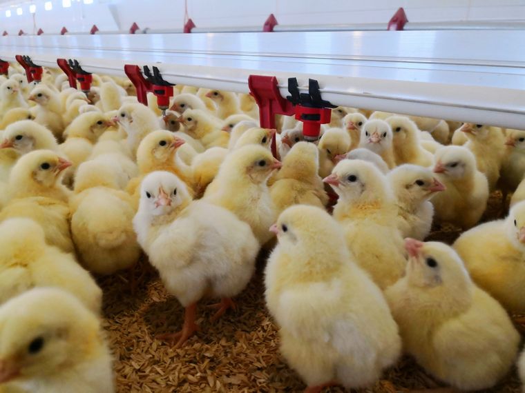 El desarrollo que cambió una especie para nuestra alimentación Foto: TIGSA