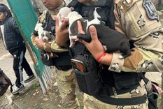 Los perros Pitbull fueron encontrados en Salta en presunto estado de maltrato animal, incluyendo 8 cachorros de 15 días.