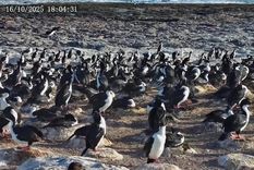 streaming de pingüinos: la nueva propuesta del conicet que permitira conocer aves silvestres