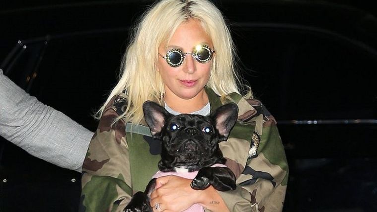 Lady Gaga aparece a menudo en público con sus perros. Foto: GETTY IMAGES