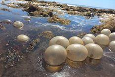 extranos microorganismos tapizaron las playas de mar del plata