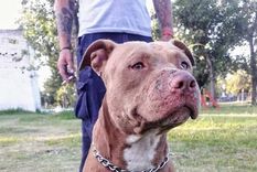 ¿Tu perro está entre los más guardianes?