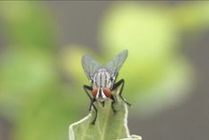 Las moscas dentro del hogar pueden resultar molestas y sucias Foto: Shutterstock