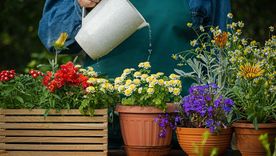 ¡Sacá las herramientas de jardinería y empezá a plantar si querés vivir 100 o más! Foto: Shutterstock