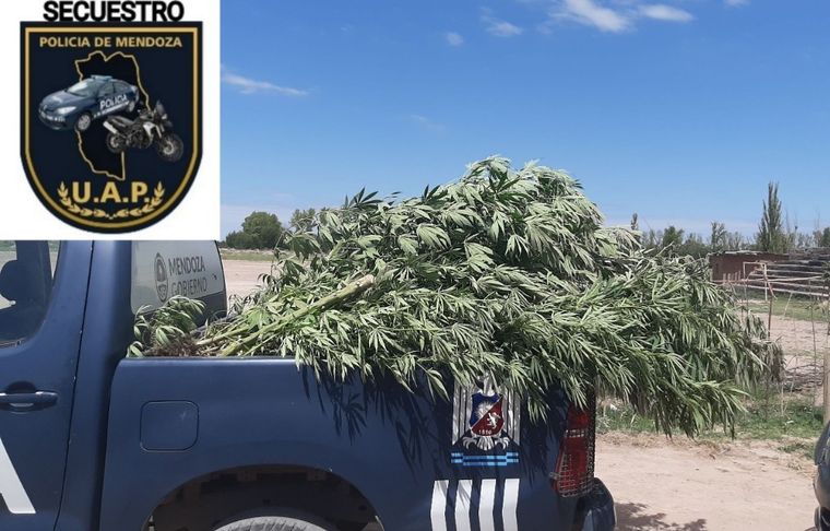 La policía secuestró una buena cantidad de marihuana de un vivero ilegal de Ugarteche