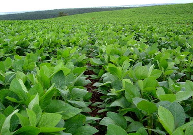 La soja supera en superficie a cualquier otro cultivo. Foto: web
