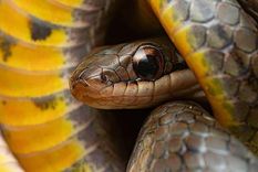 Las culebras pantaneras reales pueden sobrevivir a las toxinas de ranas venenosas. Las culebras pantaneras reales pueden sobrevivir a las toxinas de ranas venenosas.