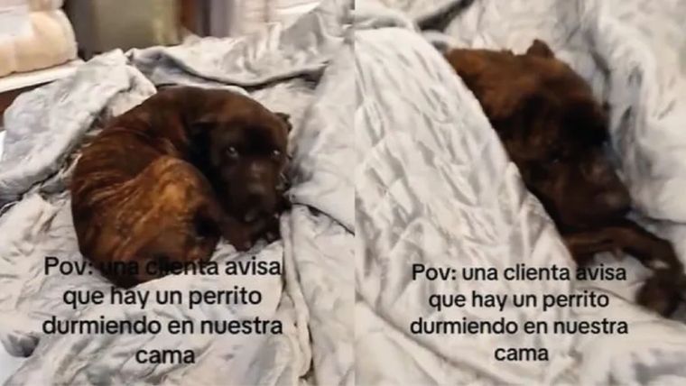Luego de hacerse viral en TikTok, la historia de este perro sigue. Foto: Captura del video de TikTok