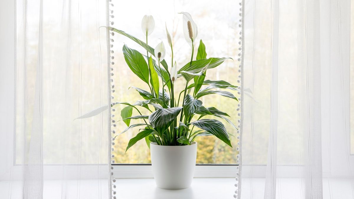 Ni velas ni perfumes: estas plantas transforman espacios en rincones relajantes y acogedores