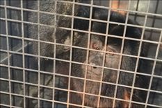 Gendarmería Nacional rescató un mono carayá que era llevado en el paragolpes de un rodado desde Formosa. Foto: Gendarmeria Nacional