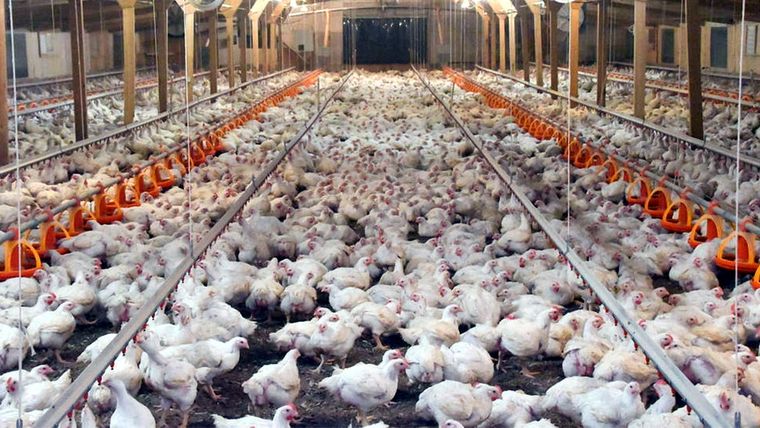 La gripe aviar puede pasar a las personas. Foto: Plumas-Alas.